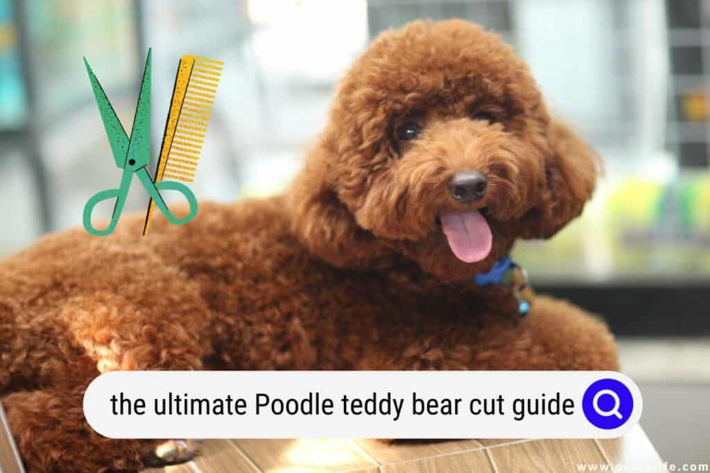 Poodle teddy bear cut