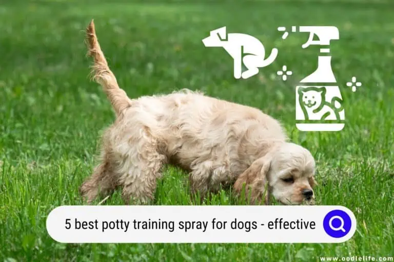 5 Best Potty Training Spray for Dogs (Effective 2024) 