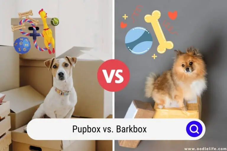 PupBox vs BarkBox (2024) Best Delivery Box