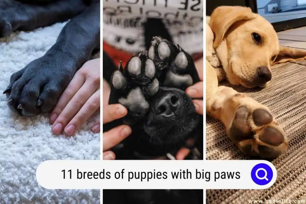 puppies with big paws