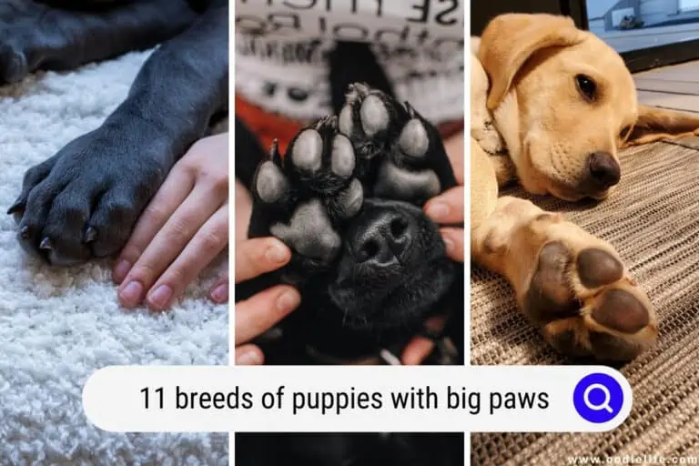 11 Breeds of Puppies with BIG Paws (Photos)