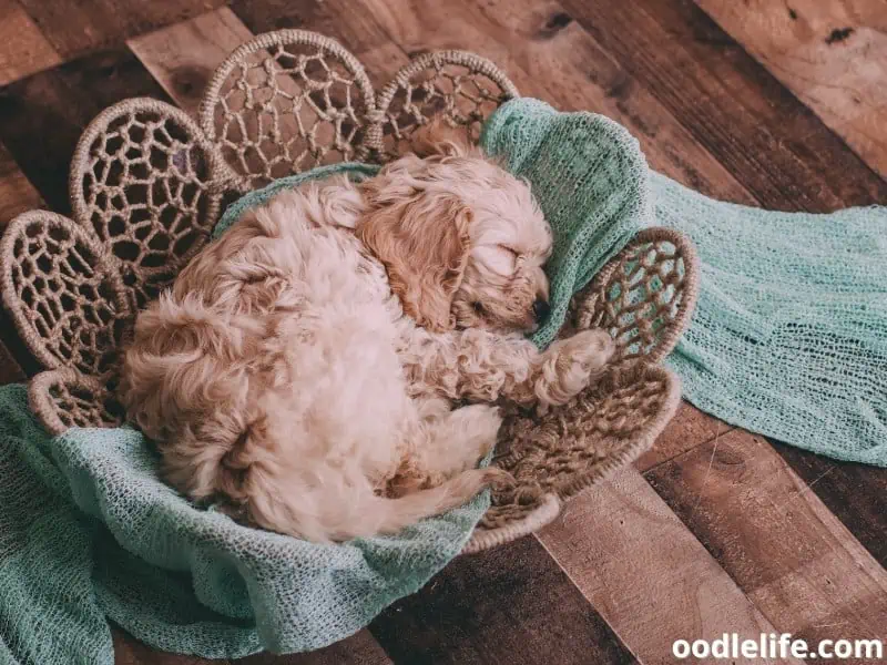 puppy sleeps on a basket
