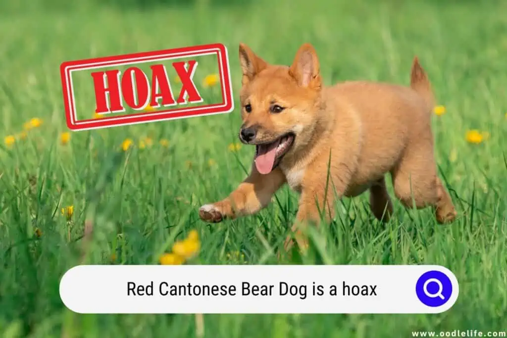Red Cantonese Bear Dog 