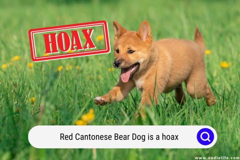 The Red Cantonese Bear Dog Is a HOAX (2026)