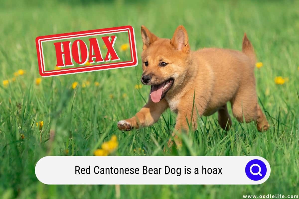 Red bear hot sale dog