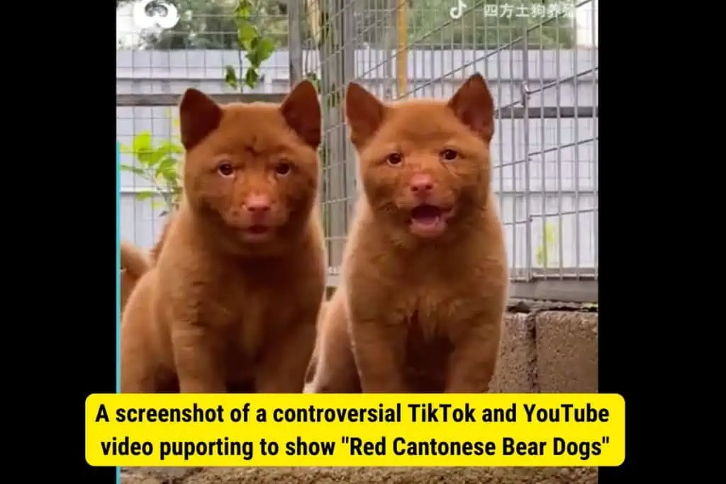red cantonese bear dogs