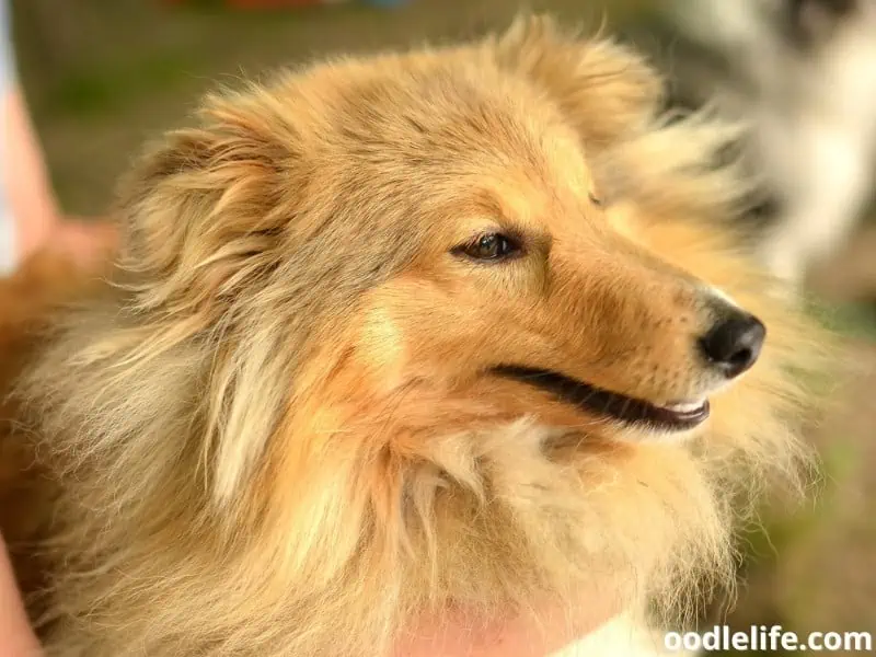Rough Collie with owner