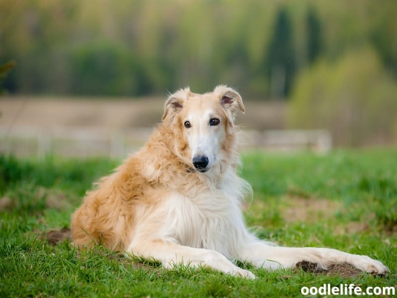 Russian Borzoi sits on the grass