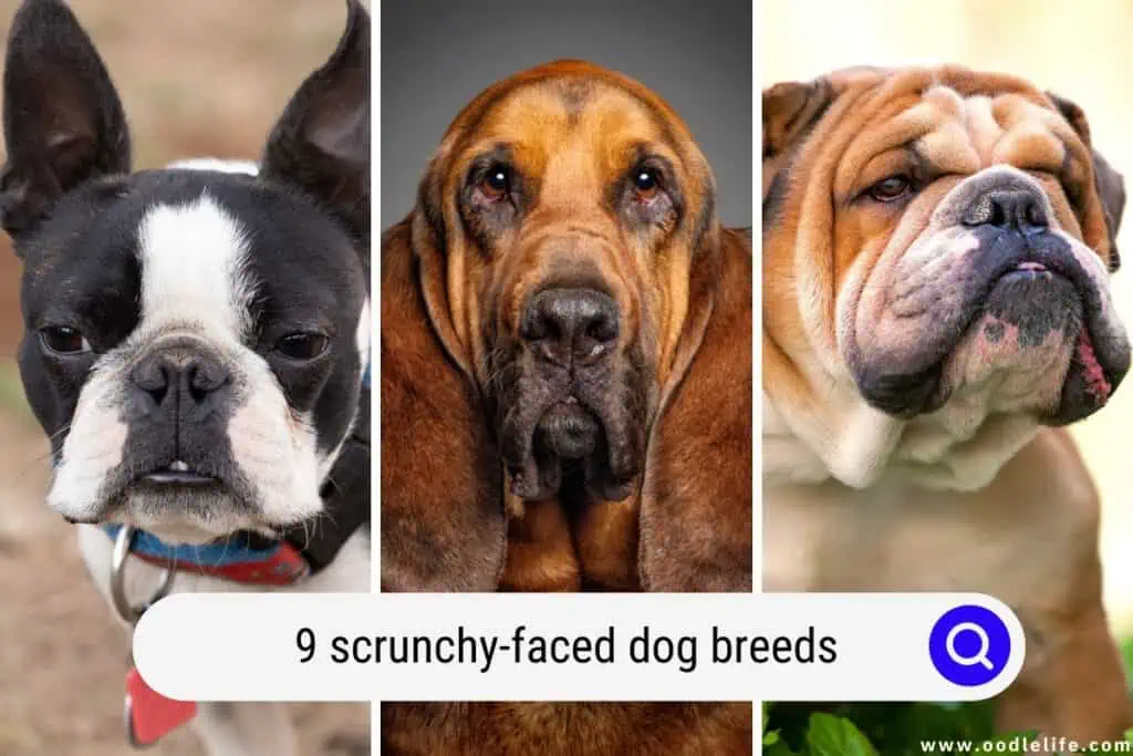 scrunchy-faced dog