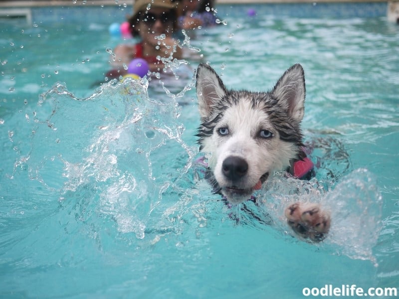 Siberian Husky enjoys the pool