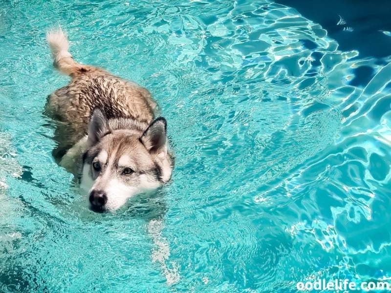Siberian Husky swims at the pool
