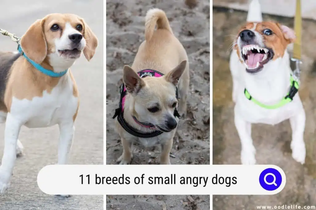 small angry dogs