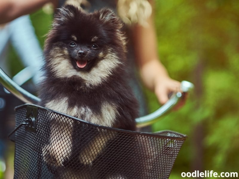 Spitz rides on a bike with her owner