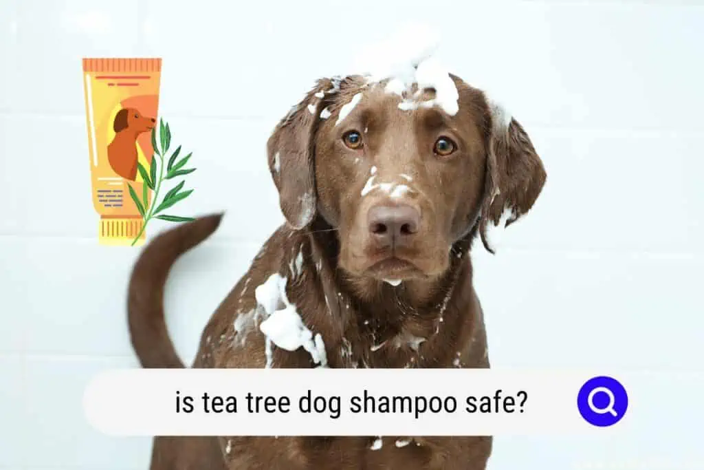 tea tree dog shampoo