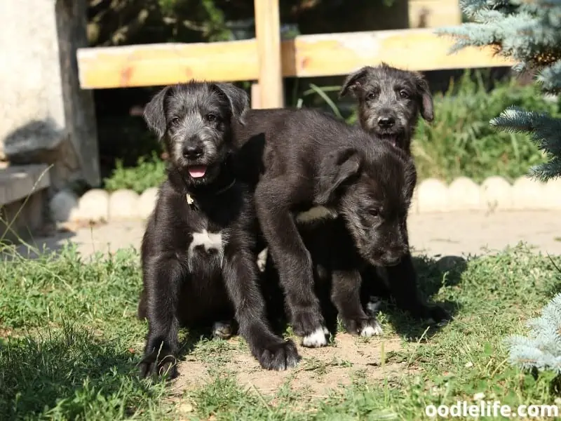 three Irish Wolfhound puppies