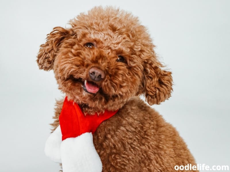 Toy Poodle with a red scarf