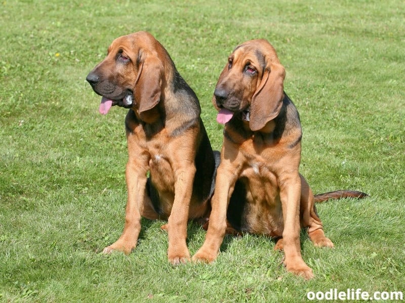 two Bloodhounds sit together
