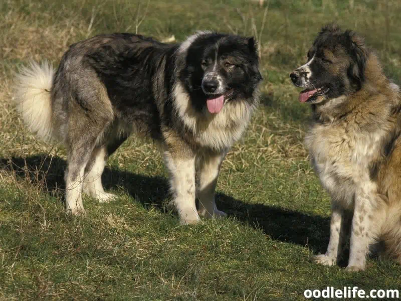 two Caucasian Shepherd dogs