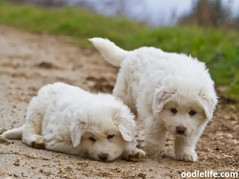 two Great Pyrenees puppies