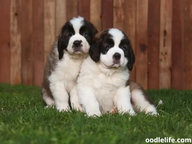 two Saint Bernard puppies