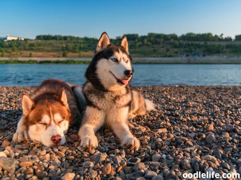 two Siberian Huskies at a beach