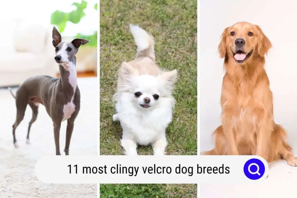 velcro dog breeds