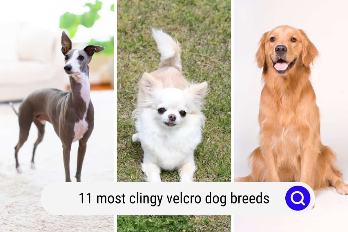 11 Most Clingy Velcro Dog Breeds -