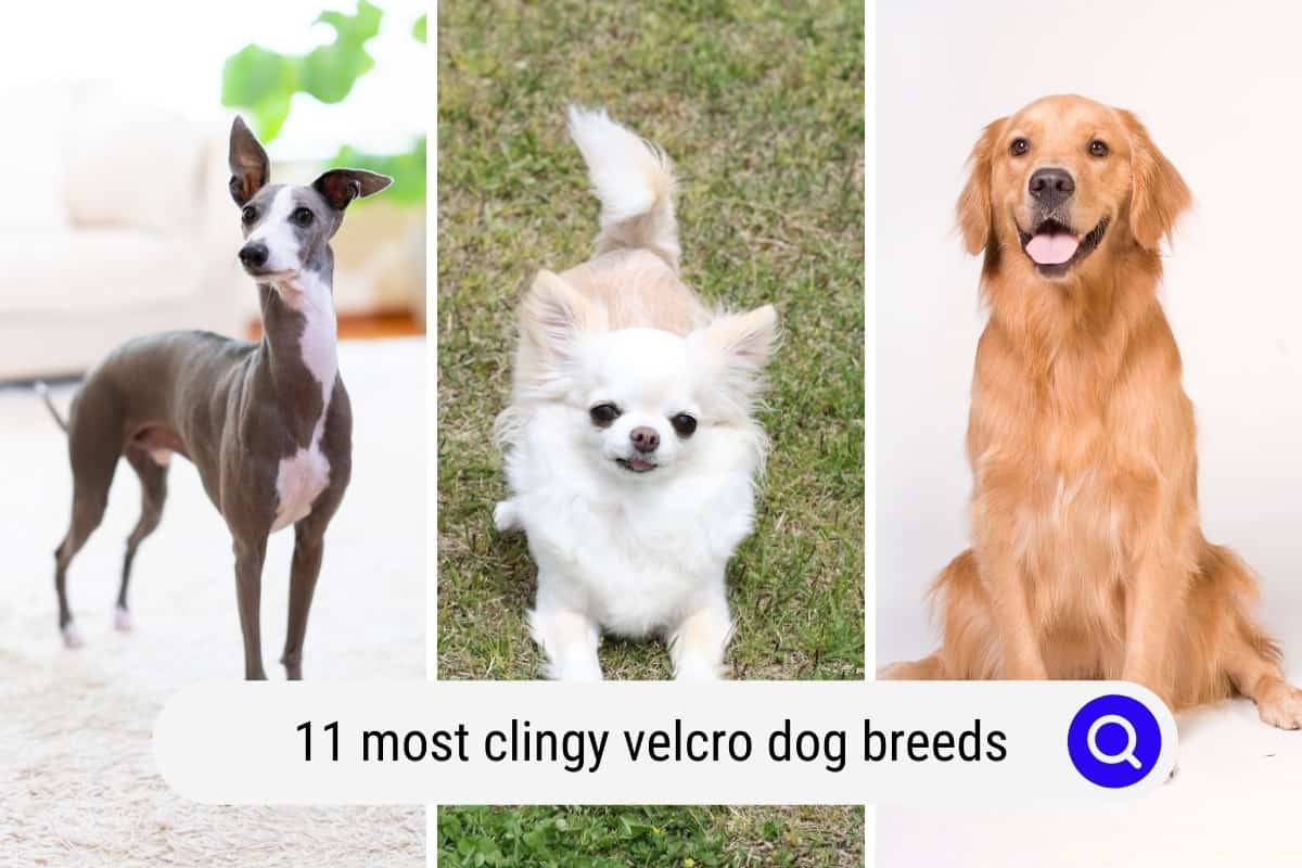 11 Most Clingy Velcro Dog Breeds Oodle Life