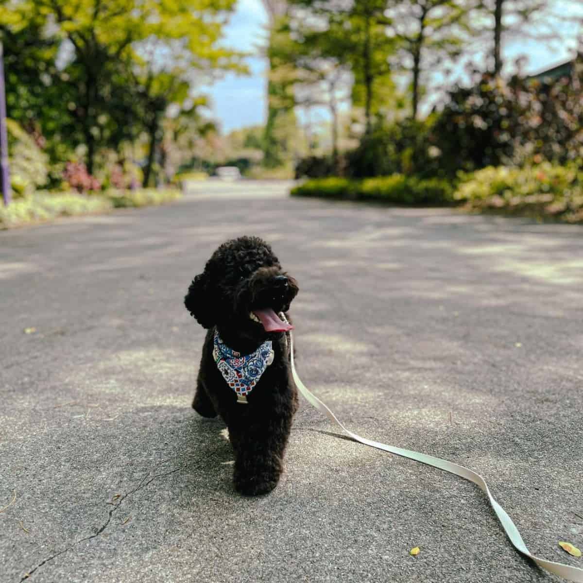 walking Toy Poodle