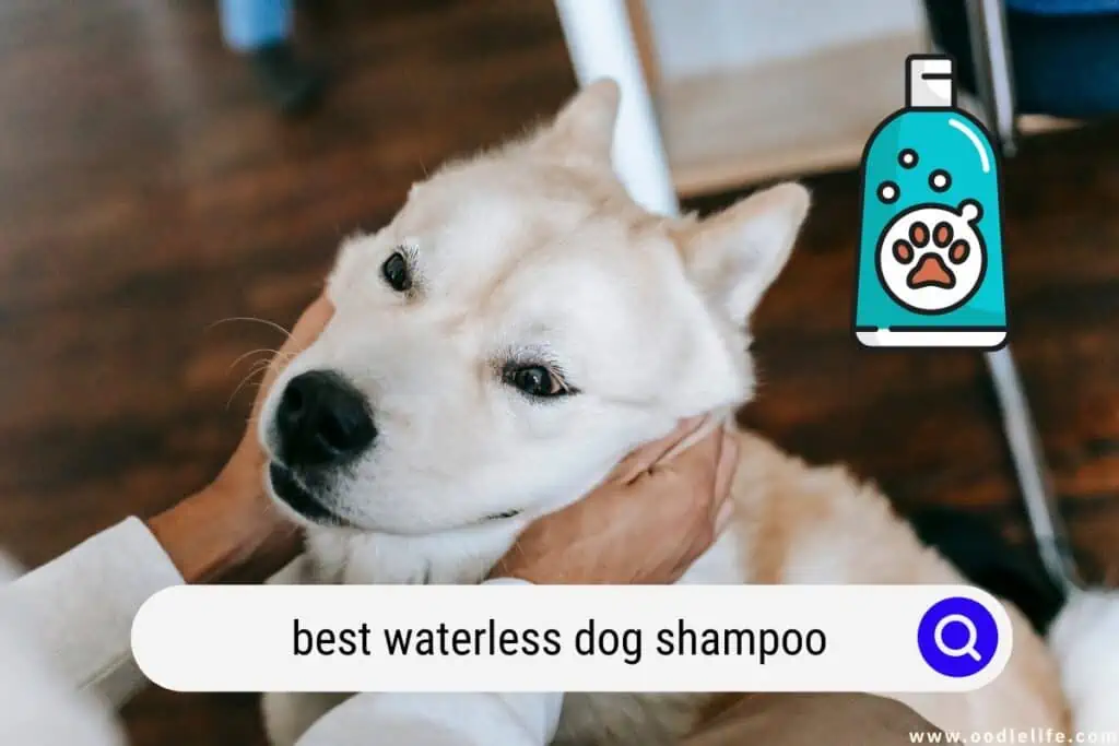 waterless dog shampoo