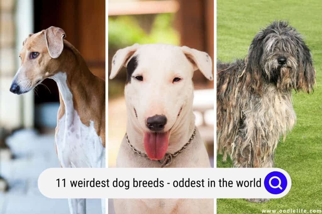 weirdest dog breeds