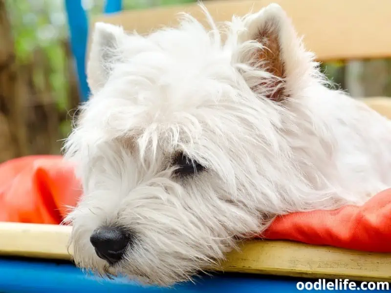 West Highland Terrier quiet