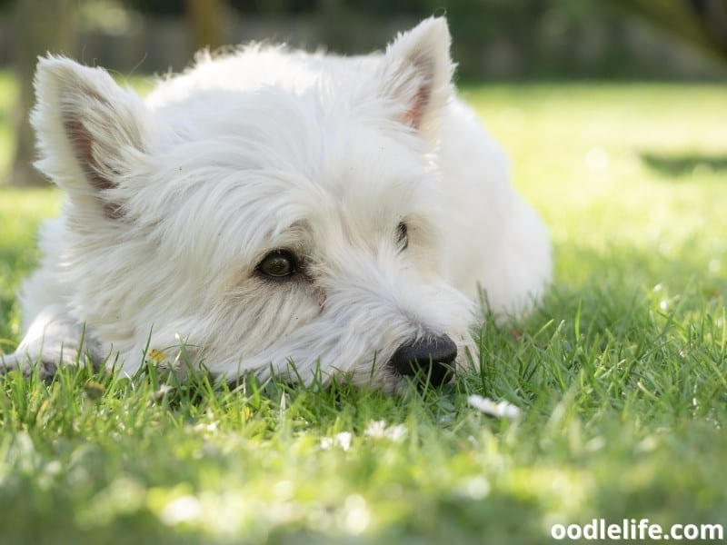 Westie Lifespan How Long Does A Westie Live? Oodle Life