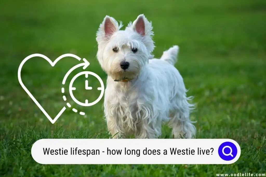 Westie lifespan