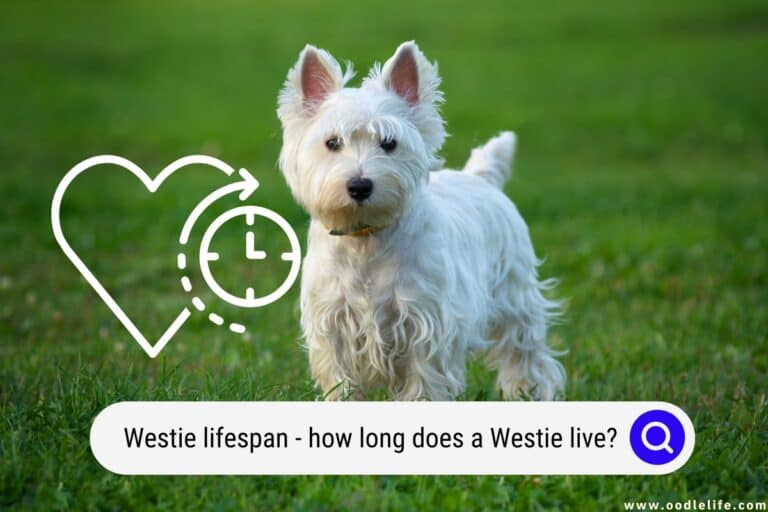 Westie Lifespan How Long Does A Westie Live? Oodle Life