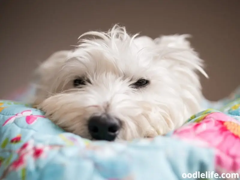 Westie looks sleepy on a blanket