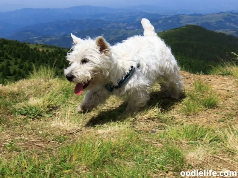 Westie runs at a mountain