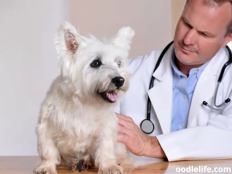 Westie with a vet