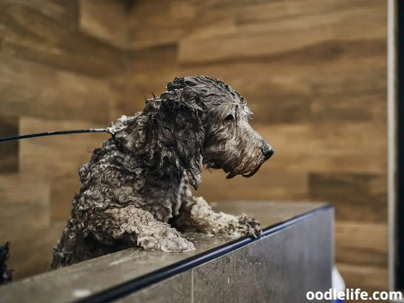 wet Labradoodle inside the bathroom