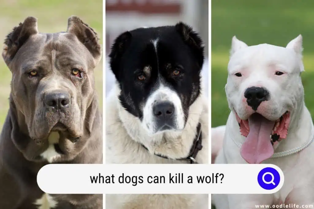 what dogs can kill a wolf