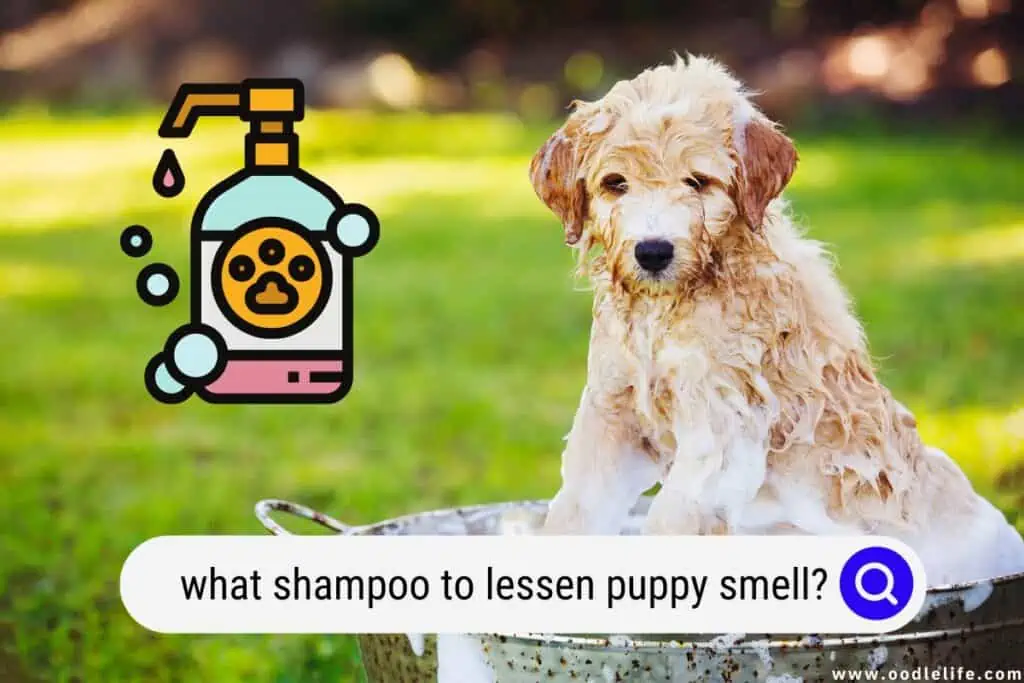 what shampoo to lessen puppy smell