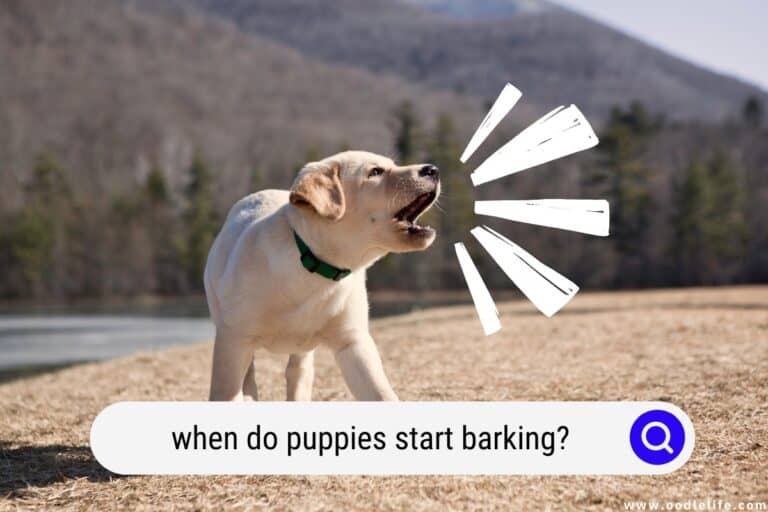 When Do Puppies Start Barking?