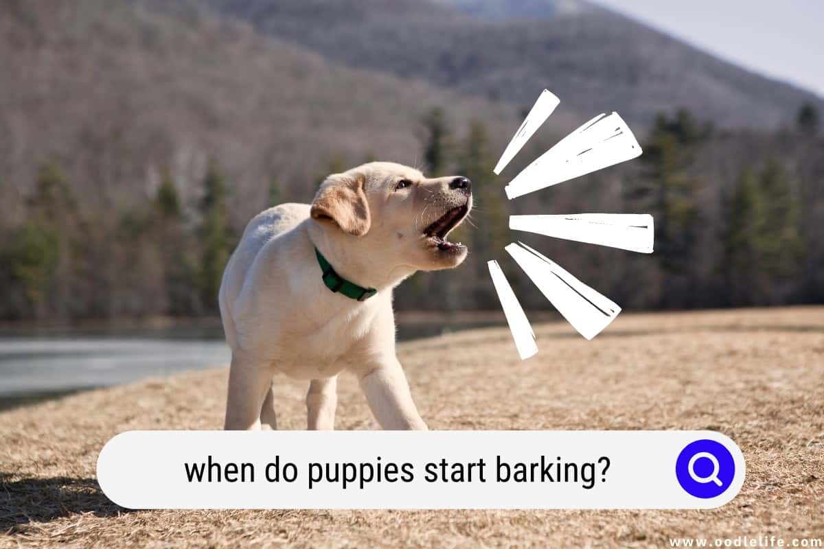 When Do Puppies Start Barking Oodle Life when-do-puppies-start-barking-oodle-life