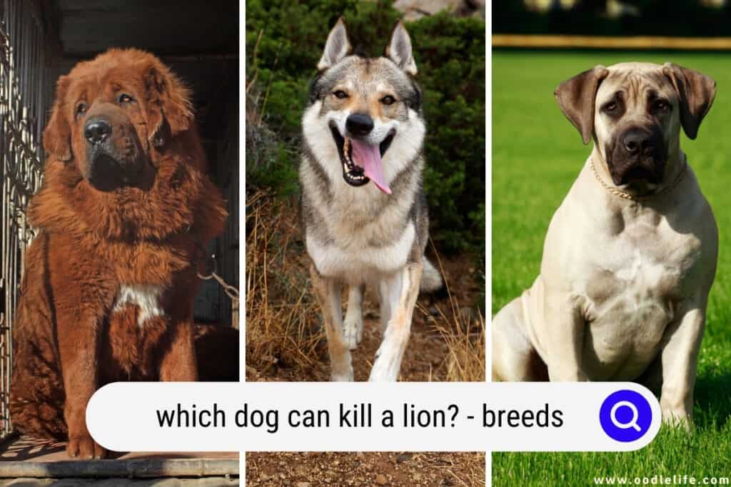 which dog can kill a lion