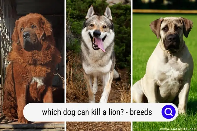 Which Dog Can Kill a Lion? (Breeds)