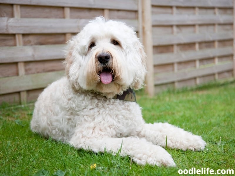 white Labradoodle sits in the garden