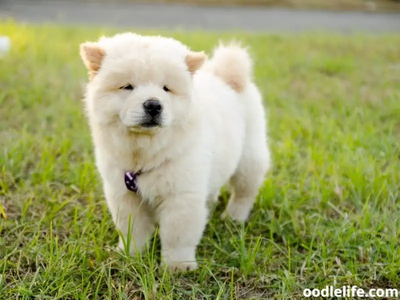 white Chow Chow puppy