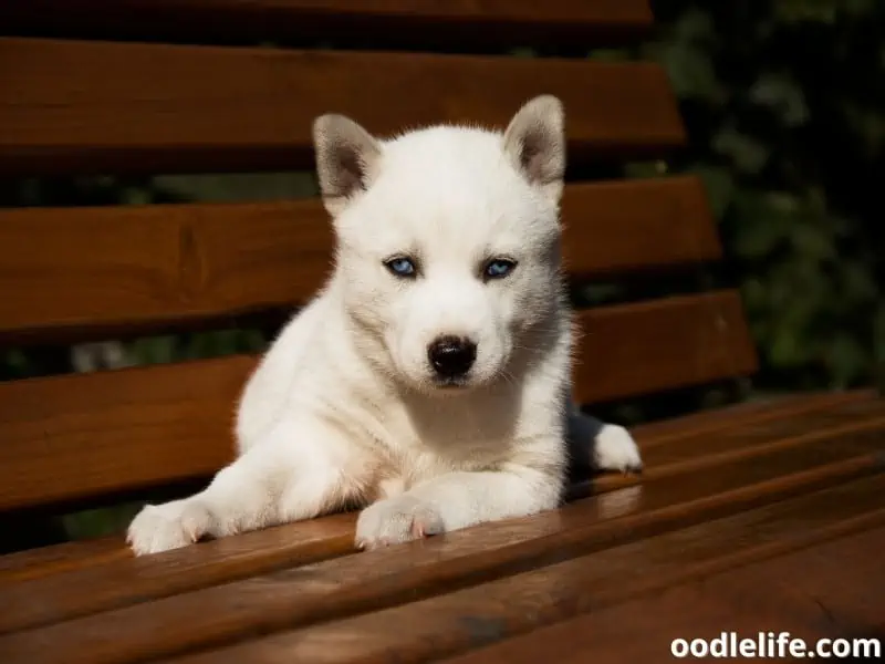 white Husky puppy sits on a bench