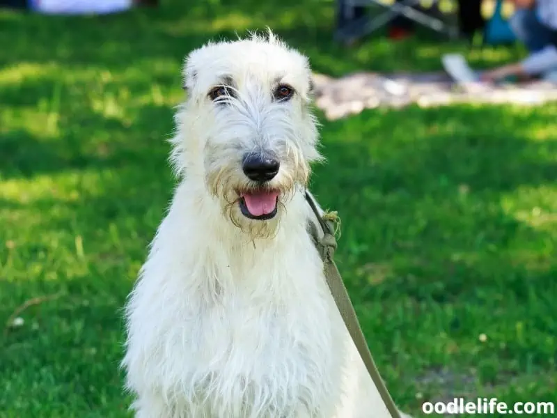 white Irish Wolfhound at the park