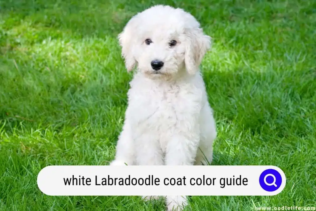 white Labradoodle